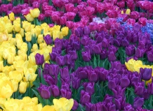 Тюльпановая лихорадка в Голландии (Часть 2) - тюльпаны на Ваш Сад