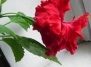 Гибискус или китайская роза