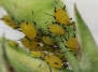Народные методы борьбы с насекомыми вредителями садовых растений - вредители Вашего Сада