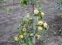 Выращивание различных сортов яблони из саженцев в садоводстве - яблони на Ваш Сад