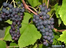 Посадка, обрезка и хранение всех сортов винограда