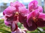 Уход за цветущими цветами орхидеи: от черной до белой орхидеи 