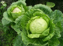 Выращивание и уход за различными сортами белокачанной капусты - капуста в Вашем Саду