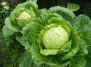 Выращивание и уход за различными сортами белокачанной капусты - капуста в Вашем Саду
