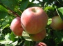 Сбор и хранения урожая яблок - урожай яблок в Вашем Саду