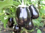 Выращивание и приготовление салатов и блюд из баклажанов - баклажаны на Ваш Сад