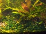 Морские водоросли Черного моря, обертывание водорослями 