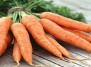 Выращивание полезного корнеплода моркови - морковь на Ваш Сад