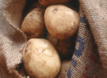 Технологии выращивания и хранения различных сортов картофеля 