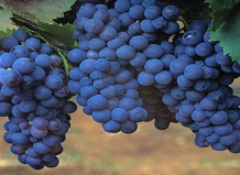 Виноградник: как обрезать виноград 