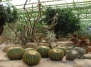 Комнатные растения кактусы и суккуленты - кактус на Ваш Сад