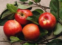 Как вырастить очень крупные яблоки и груши