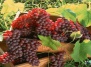 От чего зависит урожай винограда?