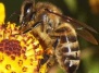 Американский пилот разбил вертолет из-за укуса пчелы