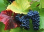 Виноград защитит сердце