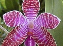 Размножение орхидей детками
