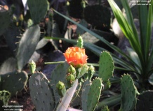 Кактус: разнообразие видов, особенности почвы, полива и ухода - разведение кактусов на Ваш Сад