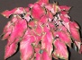 Декоративный цветок каладиум: самые популярные виды растения и советы по уходу - цветок каладиум на Ваш Сад