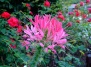 Клеома колючая: декоративные качества цветка и методы высадки - садовый однолетник клеома на Ваш Сад
