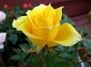 Интересные факты о розах: истории, мифы, легенды на Ваш Сад