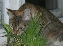 Как защитить комнатные растения от кошек