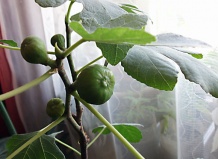 Инжир - Ficus carica