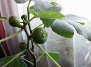 Инжир - Ficus carica