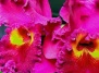 Каттлея Cattleya