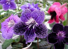 Стрептокарпус - комнатное растение с цветами