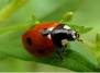 Как привлечь в сад «полезных» насекомых