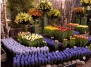 Цветочное великолепие Голландского фестиваля цветов