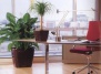 Офисные растения, стимулирующие мыслительную деятельность