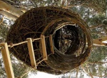 Гнездо гигантской птицы