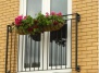 Цветы для французского балкона