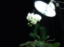 Лучшее освещение для орхидеи
