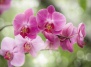 Основные правила подкормки орхидей в домашних условиях