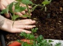 8 Супер-простых советов по садоводству, которые Вы будете применять снова и снова 