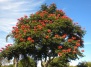 Африканское тюльпанное дерево- спатодея колокольчатая 