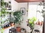  12 оригинальных идей украсить дом комнатными растениями
