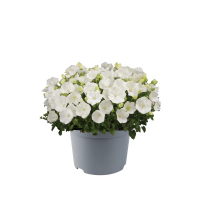 Кампанула carpatica Pearl White купить