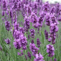 Лаванда узколистная Мюнстед купить