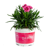 Диантус Oscar купить