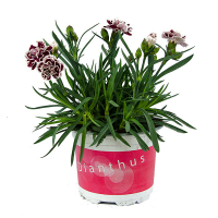 Диантус Oscar Cherry купить