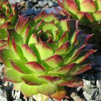 Семпервивум купить