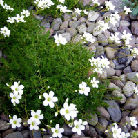 Саксифрага Арендсии (Камнеломка) купить