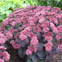 Седум (Очиток) микс купить