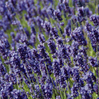 Лаванда узколистная Hidcote Blue купить