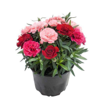 Диантус микс купить