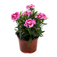 Гвоздика купить