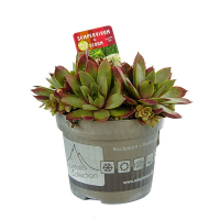 Почвопокровные микс купить